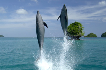 img71.jpg