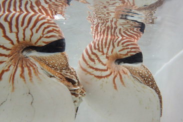 img79.jpg