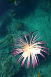 img70s.jpg img70s.jpg