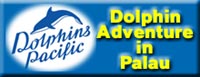 Dolphins Pacific